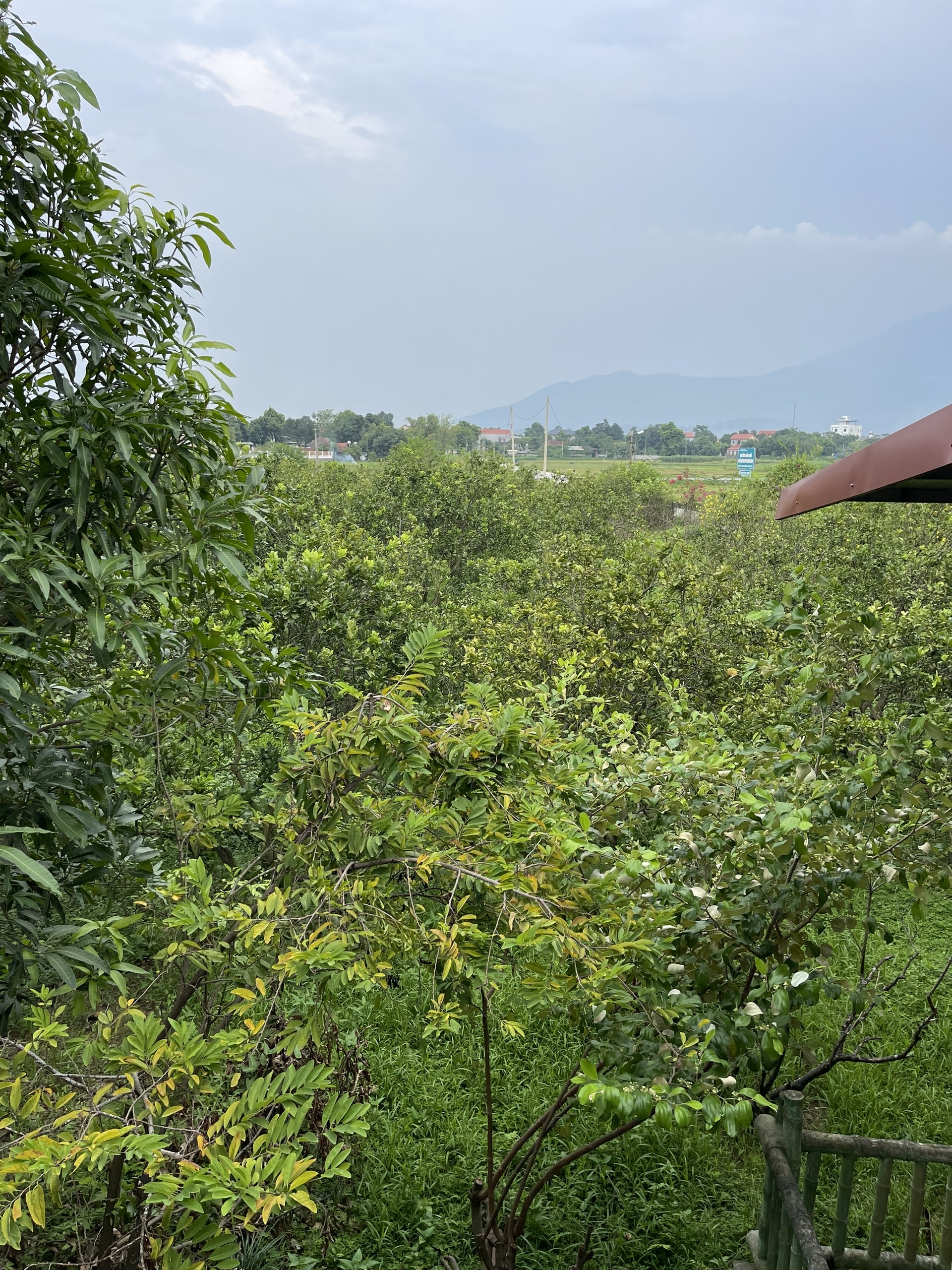 Chuyển nhượng 50.000 m2 đất Thanh Thủy Phú Thọ